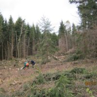 1. Nedovolená těžba dřeva v církevních lesích na Táborsku