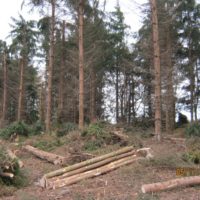 2. Nedovolená těžba dřeva v církevních lesích na Táborsku