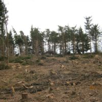 3. Nedovolená těžba dřeva v církevních lesích na Táborsku