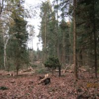 4. Nedovolená těžba dřeva v církevních lesích na Táborsku