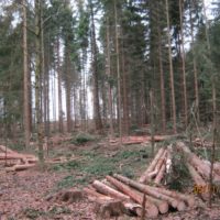 5. Nedovolená těžba dřeva v církevních lesích na Táborsku