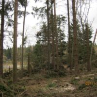 9. Nedovolená těžba dřeva v církevních lesích na Táborsku