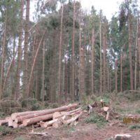 10. Nedovolená těžba dřeva v církevních lesích na Táborsku