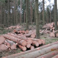 11. Nedovolená těžba dřeva v církevních lesích na Táborsku