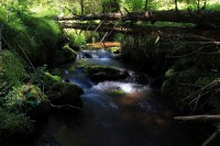 Poutní mše sv na Borové Ladě