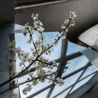 Poselství papeže Lva XIV. ke Světovému dni míru