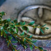 22. Vzříšení 2026 ve Strunkovicích nad Blanicí